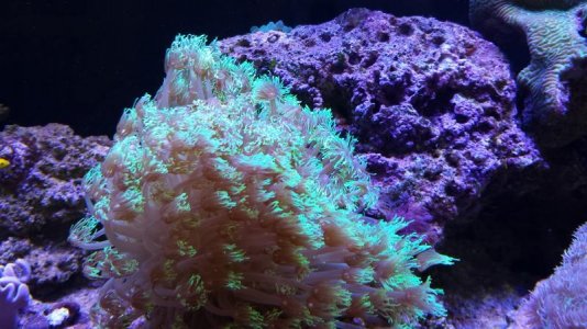 Flowert Pot Coral (Goniopora).jpg