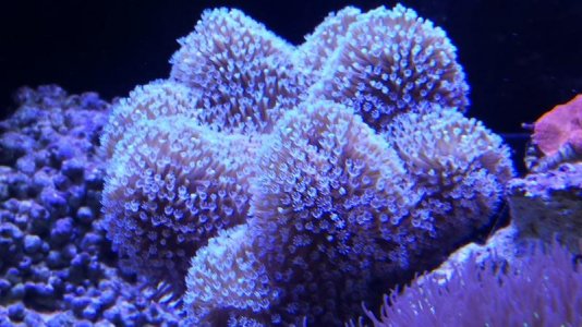 White Polyp Leather Coral (Sarcophyton).jpg