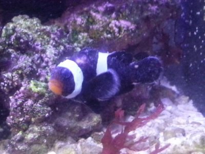 clown fish.jpg