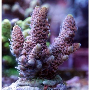 Acropora-Millepora.jpg