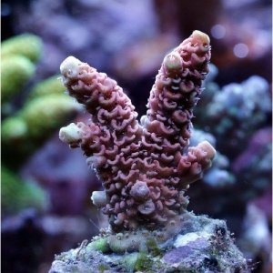 Acropora-Millepora-2.jpg