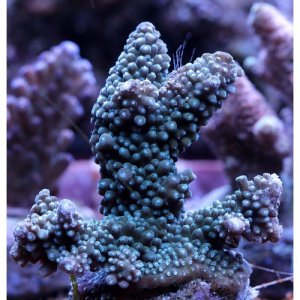 Acropora-Pulchara.jpg