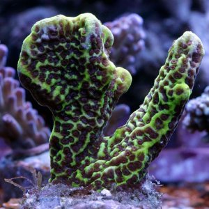 Montipora-konfusa.jpg