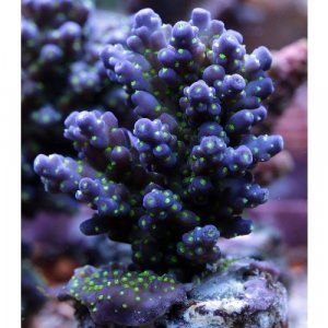 Acropora-nana-tricolore.jpg