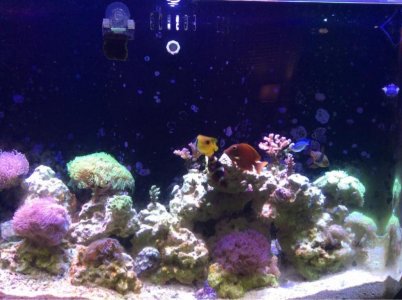 ImageUploadedByTapatalk1426175354.652504.jpg ImageUploadedByTapatalk1426175354.652504.jpg