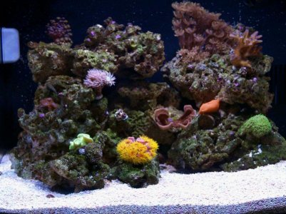 March sun coral .jpg