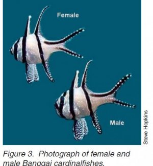 banggai20cardinal_zps95a582bb.jpg banggai20cardinal_zps95a582bb.jpg