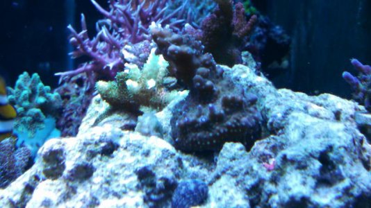 IMG_20150316_204556_771.jpg