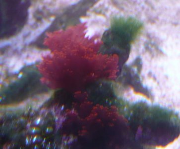 id_red3.jpg