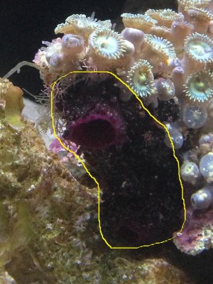 Zoas.jpg