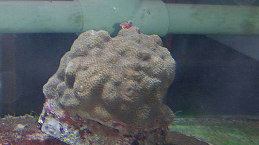 Porites-astreoides_2.jpg