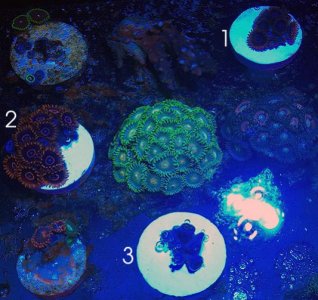 zoas.jpg