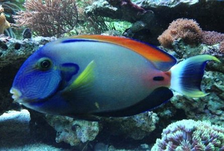 fowleri-tang-acanthurus-fowleri-1.jpg