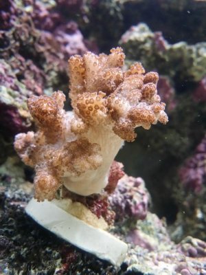 soft coral.jpg