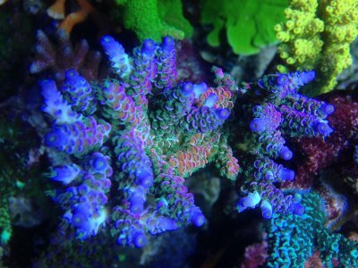 SC orange rainbow.jpg