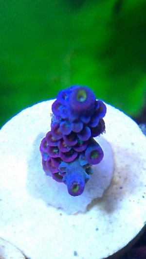 SC orange rainbow  4.jpg