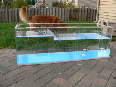 sump with dog behind it.JPG