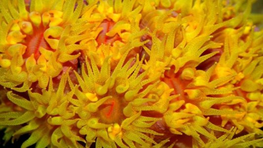 CoralSun1.jpg