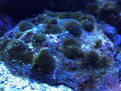 algae1.jpg