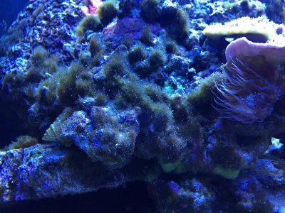 algae2.jpg