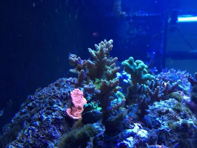 coral.jpg