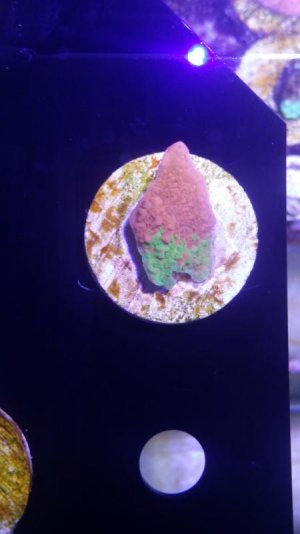 1 RC Graft Cap.jpg
