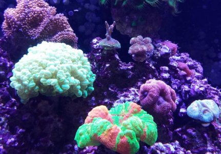Coral 1.jpg