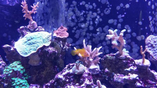 Coral 2.jpg