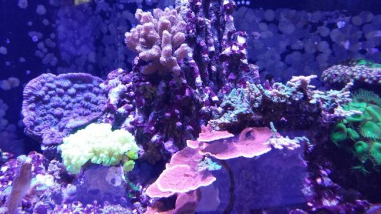 Coral 3.jpg