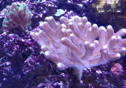 Coral 4.jpg