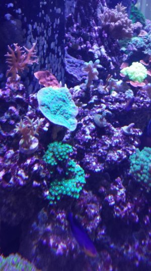 Coral 5.jpg