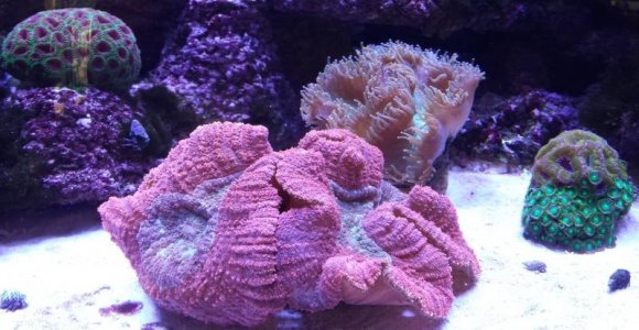 Coral 6.jpg