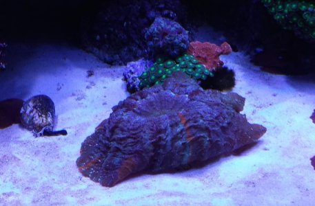 Coral 7.jpg
