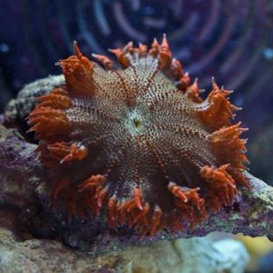 RedGreenFlowerAnemonelg.jpg