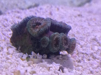 acan2.jpg