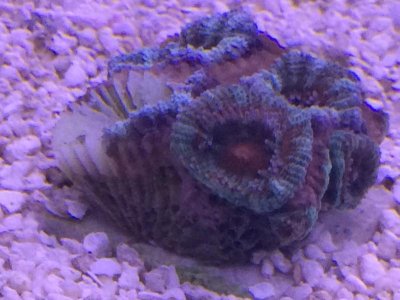 acan4.jpg