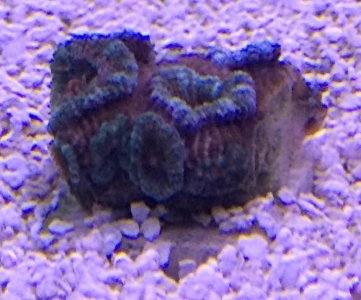acan3.jpg