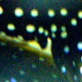 Genitalpapille F.jpg