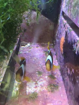 ImageUploadedByTapatalk1429645077.712332.jpg ImageUploadedByTapatalk1429645077.712332.jpg