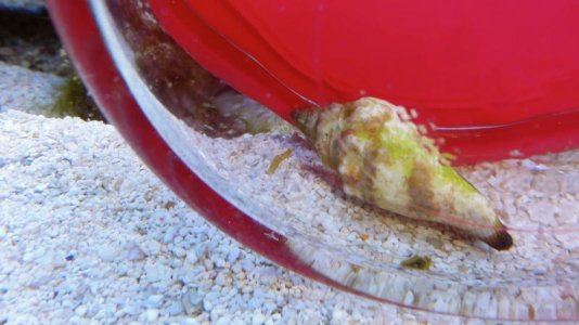 unknown nudibranch.jpg