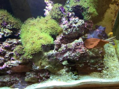 cheap iphone overall.jpg