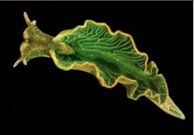 emerald sea slug.png