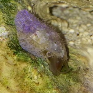 Snail.jpg