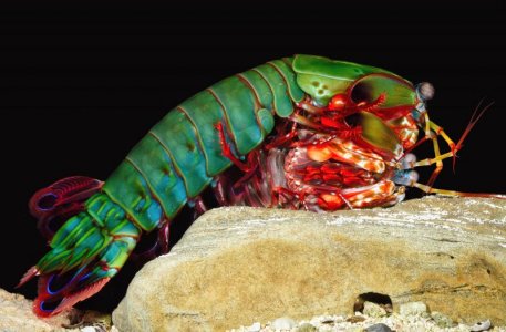 O scyllarus mating small.jpg