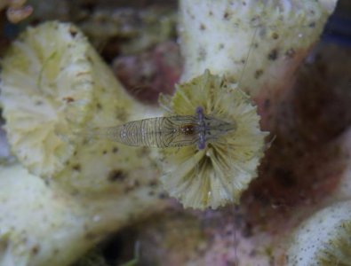 shrimp2.jpg