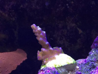 ImageUploadedByTapatalk1429906097.451338.jpg ImageUploadedByTapatalk1429906097.451338.jpg