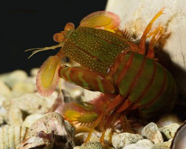 G ternatensis female preparing to molt 5 20 2015 small.jpg
