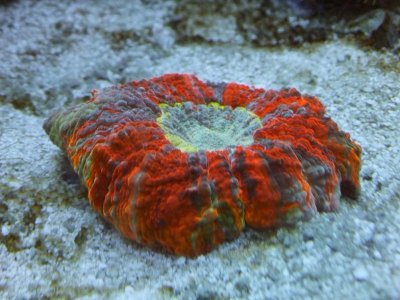 meatcoral1.jpg