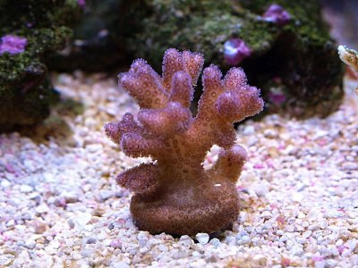 New Coral.jpg