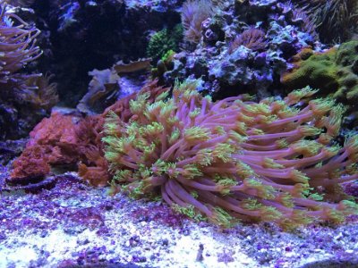 Goniopora2015042501.jpg